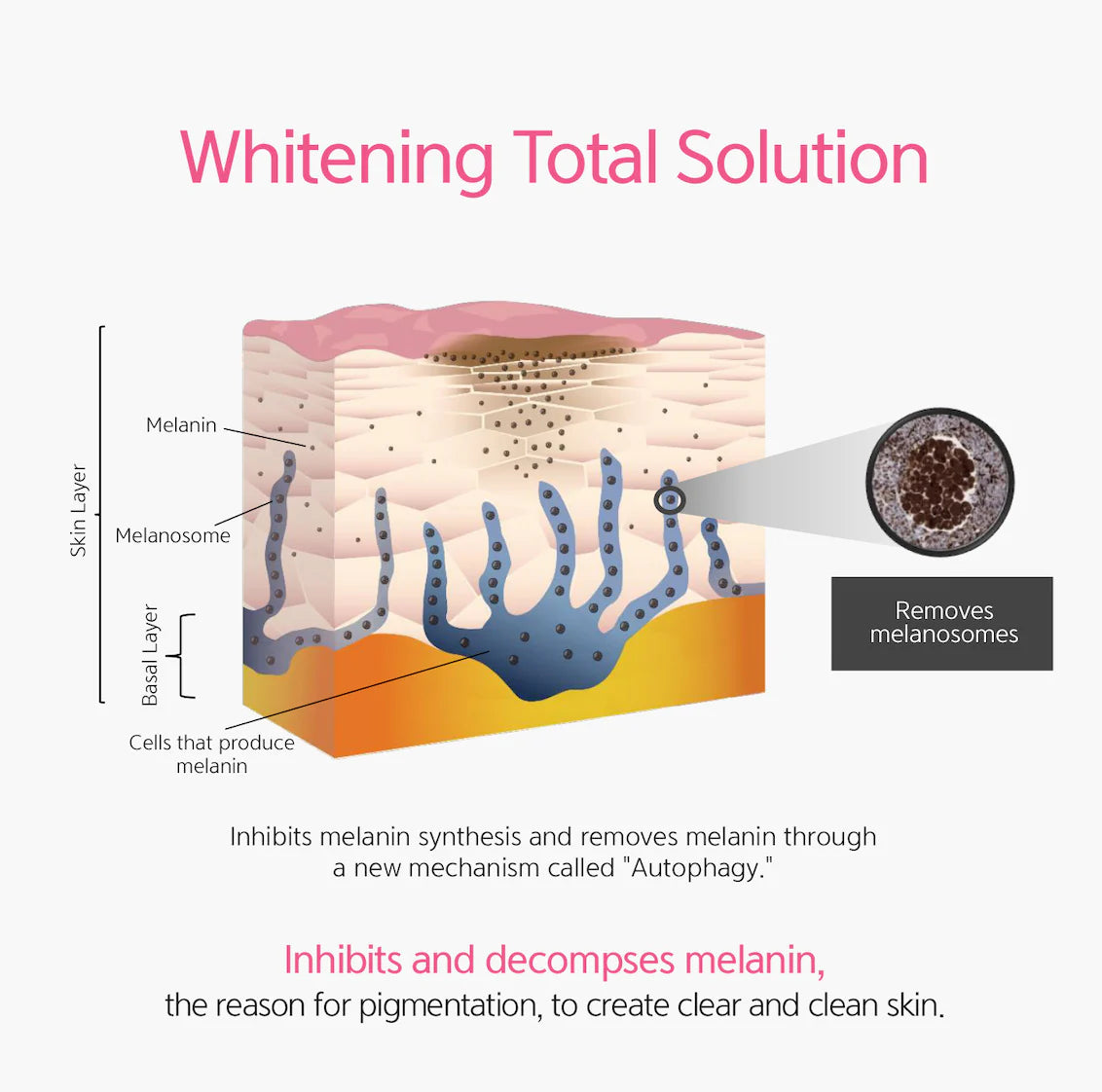 Diagram titled "Whitening Total Solution" illustrating how the serum inhibits melanin synthesis and removes melanosomes from the skin's basal layer.